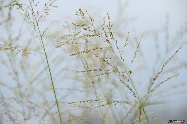 方便+快速,旅遊鏡新選擇 x Sigma 18-250mm F3.5-6.3 DC OS HSM