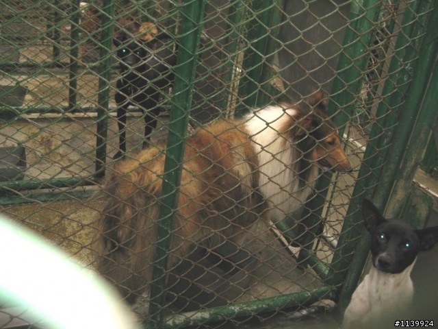 【已被認養】搶救靈犬萊西 ~~請大家幫忙宣傳認養