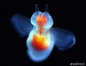天使魚~~冰海精靈(CLIONE PAPI LIONACEA PALLAC)