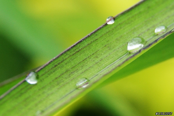 A350+18-55mm 陪我淋雨