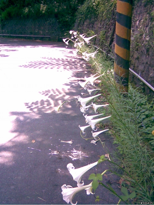 四角林林場(勢林路->東崎路)
