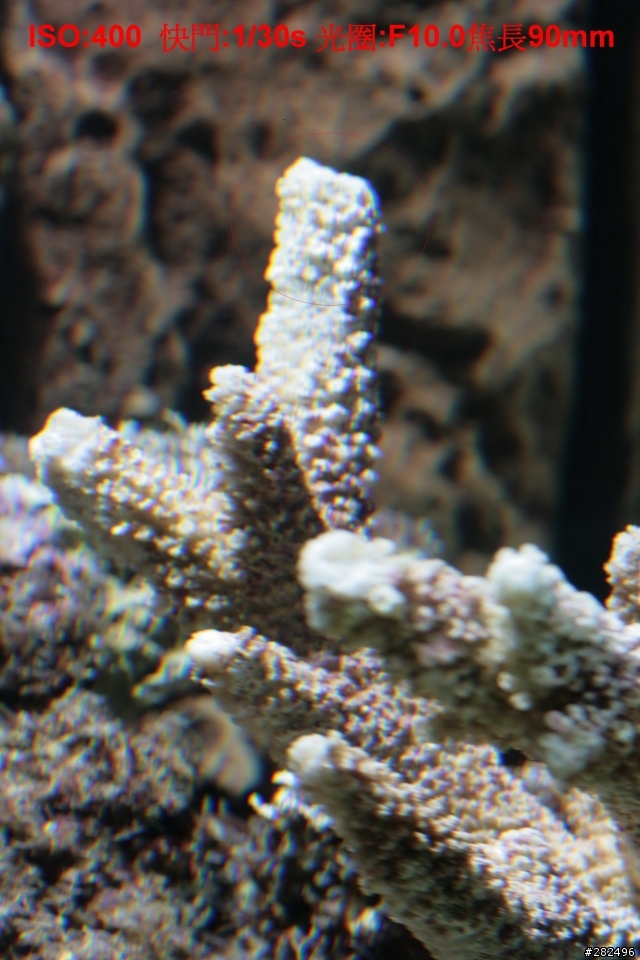 海水缸照相問題請教