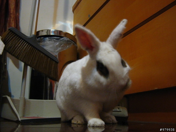 兔崽子---媽咪求你吃吃東西吧!!