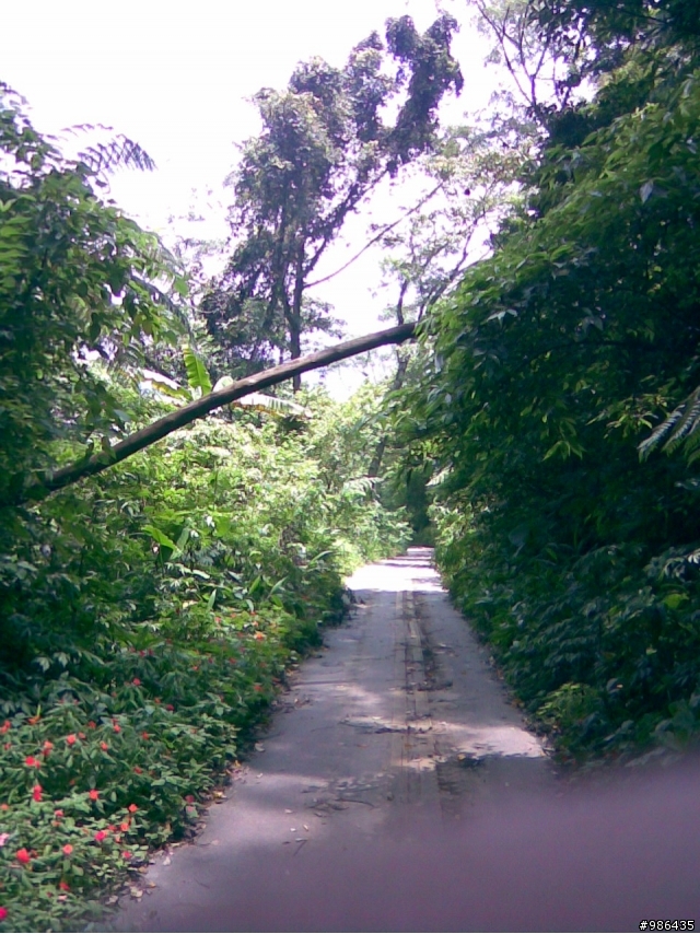 四角林林場(勢林路->東崎路)