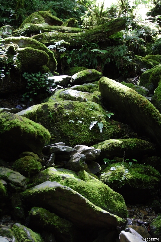 方便+快速,旅遊鏡新選擇 x Sigma 18-250mm F3.5-6.3 DC OS HSM
