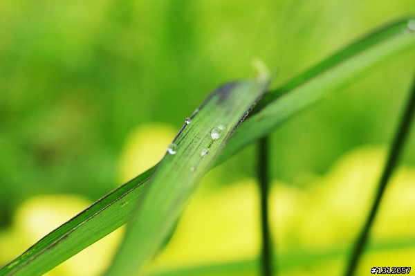 A350+18-55mm 陪我淋雨