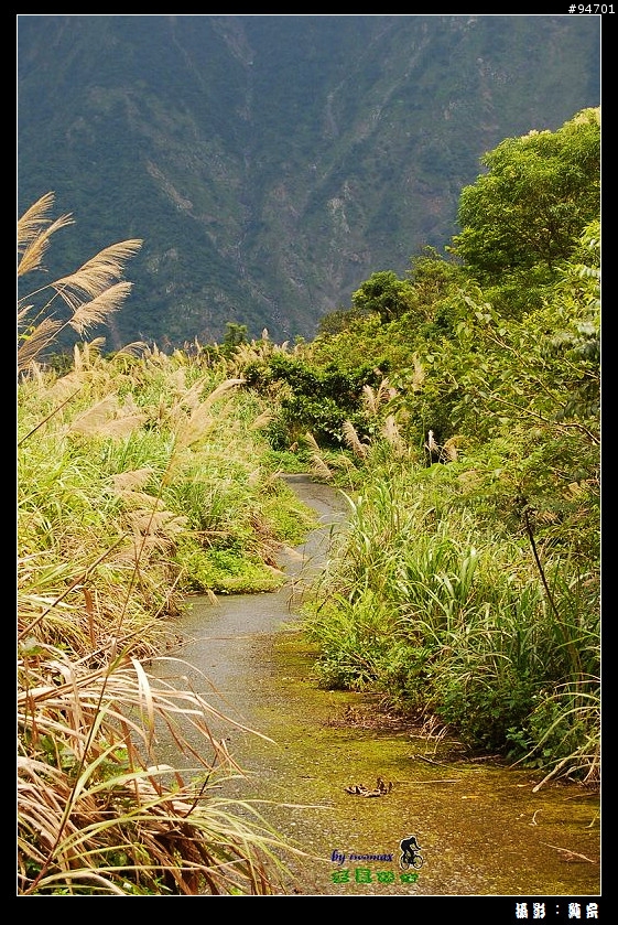 來義林道