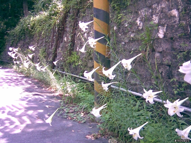 四角林林場(勢林路->東崎路)
