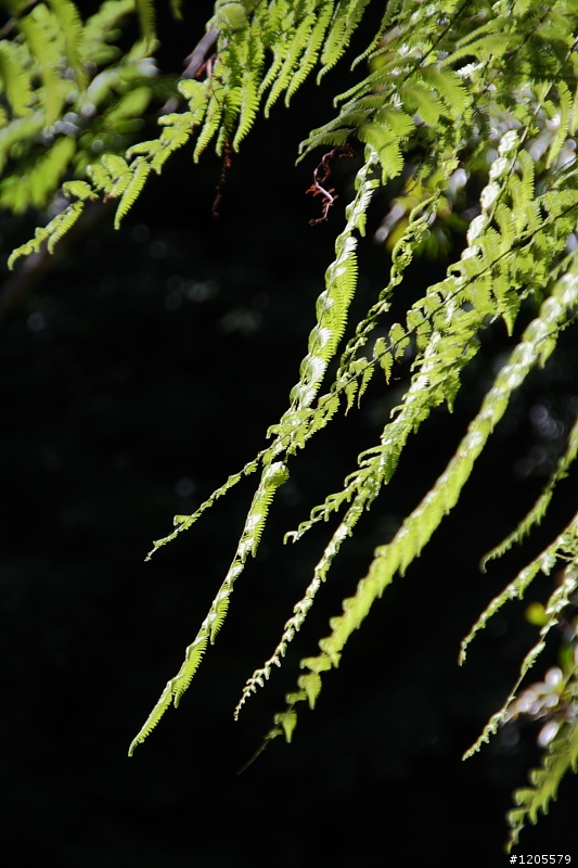方便+快速,旅遊鏡新選擇 x Sigma 18-250mm F3.5-6.3 DC OS HSM