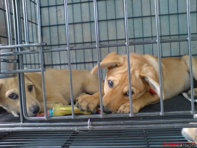 從01認養來的狗 - 她叫福福 (也來分享你的米克斯吧)