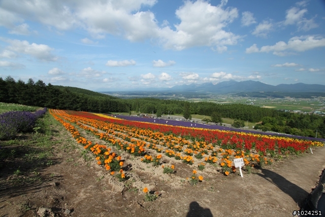 嬰兒拖車的無限可能—北海道の夏日薰風
