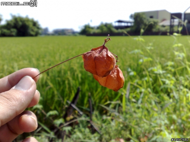 親手做給女王的愛心豆豆~