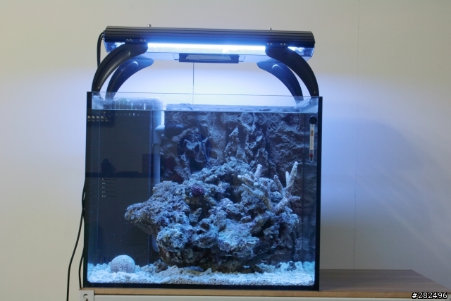 海水缸照相問題請教