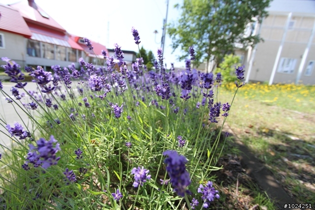 嬰兒拖車的無限可能—北海道の夏日薰風