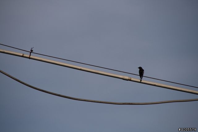 方便+快速,旅遊鏡新選擇 x Sigma 18-250mm F3.5-6.3 DC OS HSM