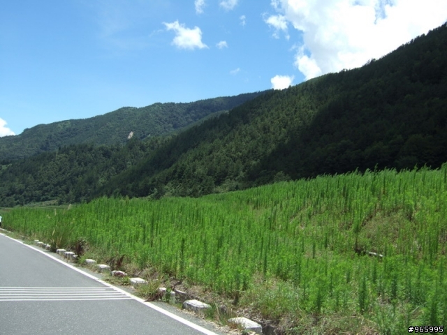 武陵農場遊記...探路失敗
