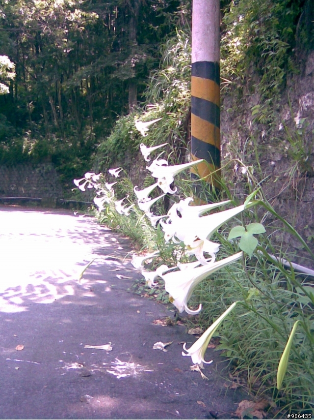 四角林林場(勢林路->東崎路)