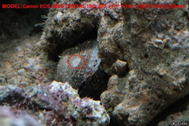海水缸照相問題請教