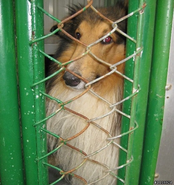 【已被認養】搶救靈犬萊西 ~~請大家幫忙宣傳認養