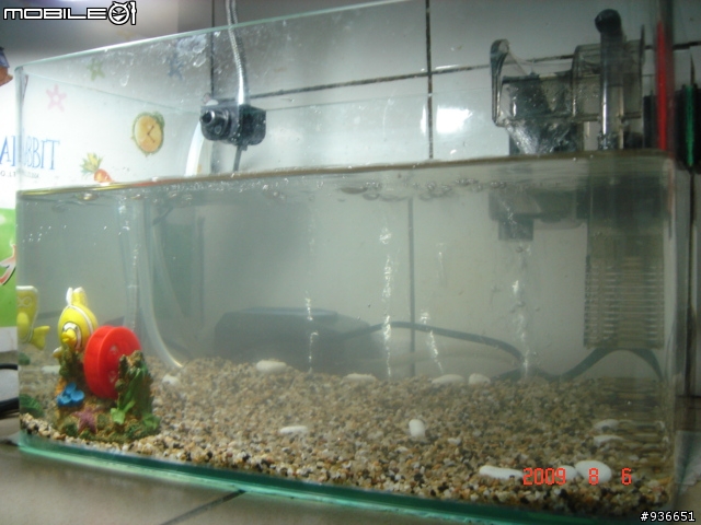 (更新)養魚新手....大和藻蝦長大了....另購入黑殼蝦.....