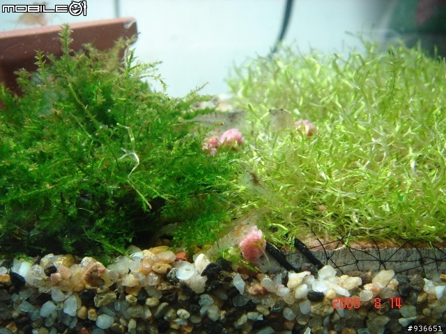 (更新)養魚新手....大和藻蝦長大了....另購入黑殼蝦.....