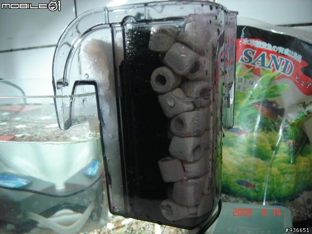 (更新)養魚新手....大和藻蝦長大了....另購入黑殼蝦.....
