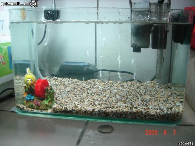 (更新)養魚新手....大和藻蝦長大了....另購入黑殼蝦.....