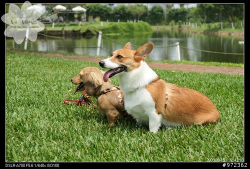 桃園中壢--狗狗的大草原「綠風草原餐廳」