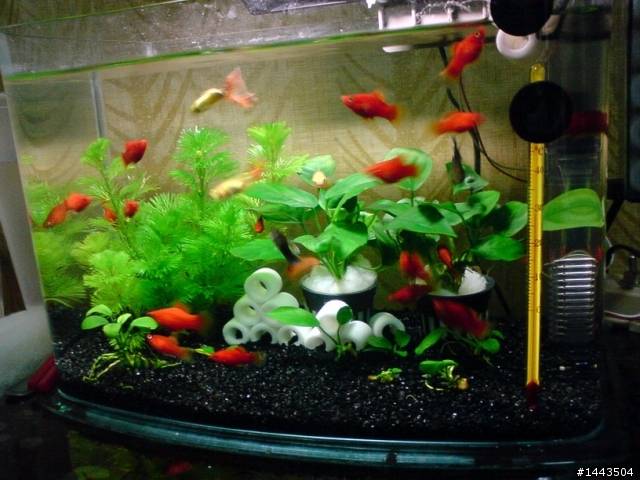 DIY~魚缸散熱風扇~