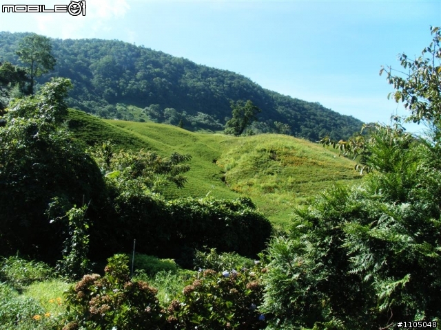 好吃的金針,漂亮的花海--赤柯山金色嘉年華