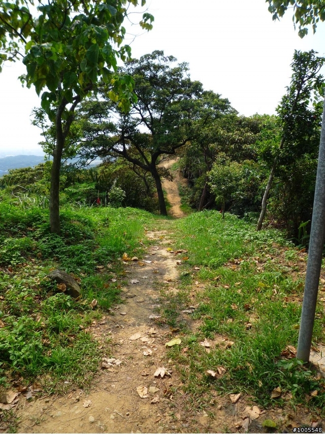 MV5騎樹林民和巷-大樹公-福源山步道