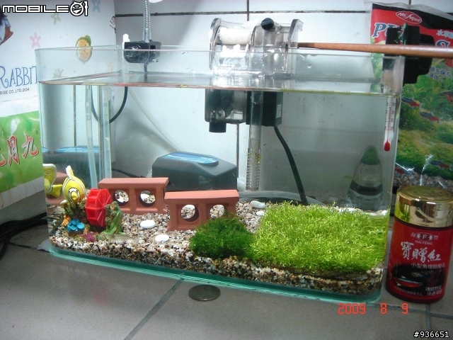 (更新)養魚新手....大和藻蝦長大了....另購入黑殼蝦.....
