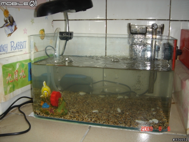 (更新)養魚新手....大和藻蝦長大了....另購入黑殼蝦.....