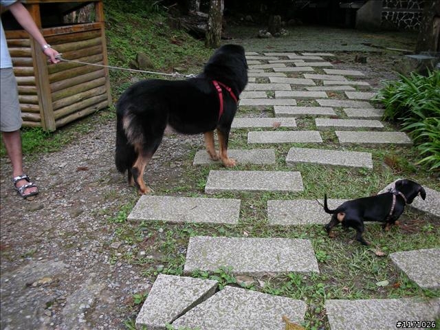 滿月圓、東眼山走一回