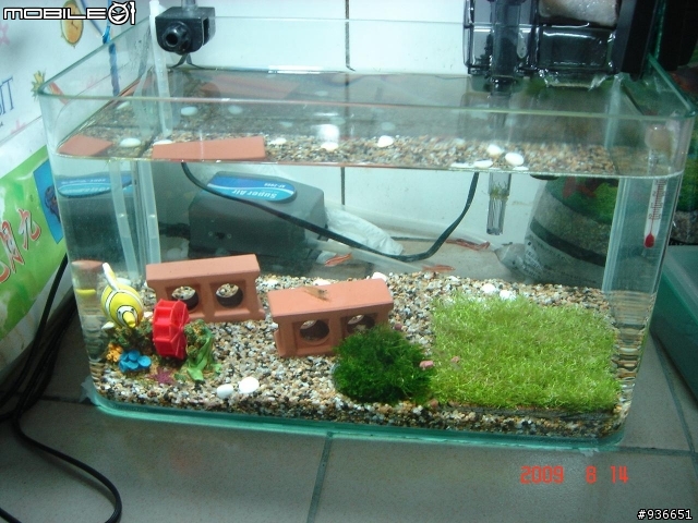 (更新)養魚新手....大和藻蝦長大了....另購入黑殼蝦.....