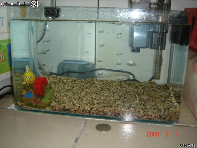 (更新)養魚新手....大和藻蝦長大了....另購入黑殼蝦.....