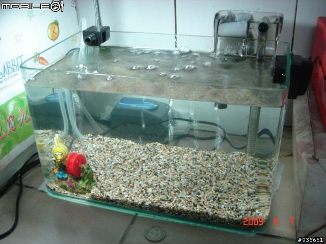 (更新)養魚新手....大和藻蝦長大了....另購入黑殼蝦.....