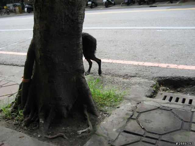 中和仁愛公園~小黑狗被汽車廠的工人遺棄~拜託!!幫忙推一下(有圖有真相~圖多)