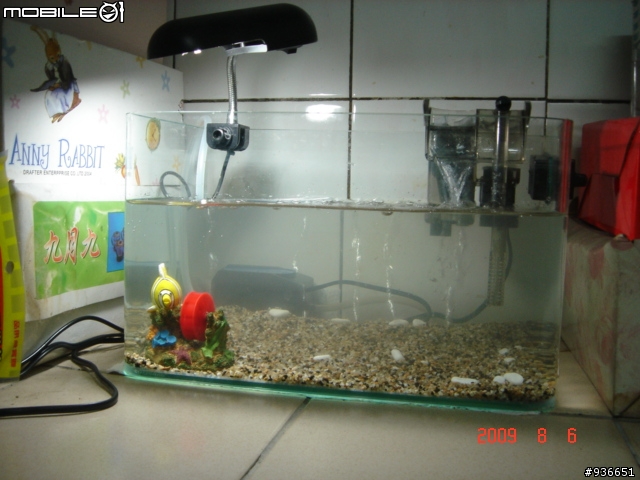 (更新)養魚新手....大和藻蝦長大了....另購入黑殼蝦.....