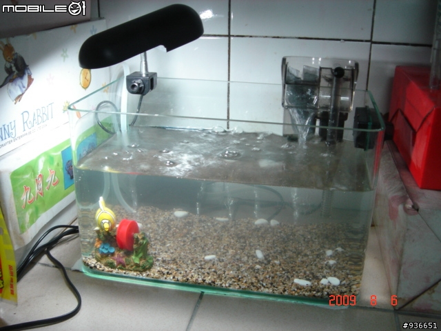 (更新)養魚新手....大和藻蝦長大了....另購入黑殼蝦.....