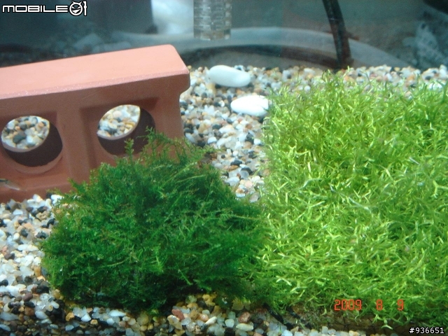 (更新)養魚新手....大和藻蝦長大了....另購入黑殼蝦.....