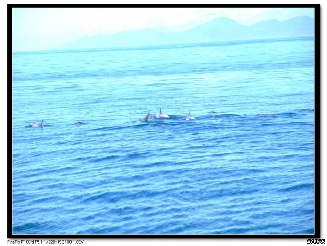 【花蓮】美麗海洋賞鯨遊