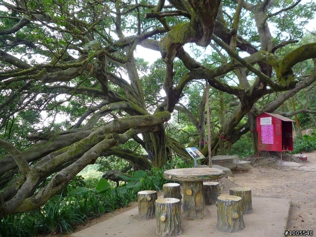 MV5騎樹林民和巷-大樹公-福源山步道
