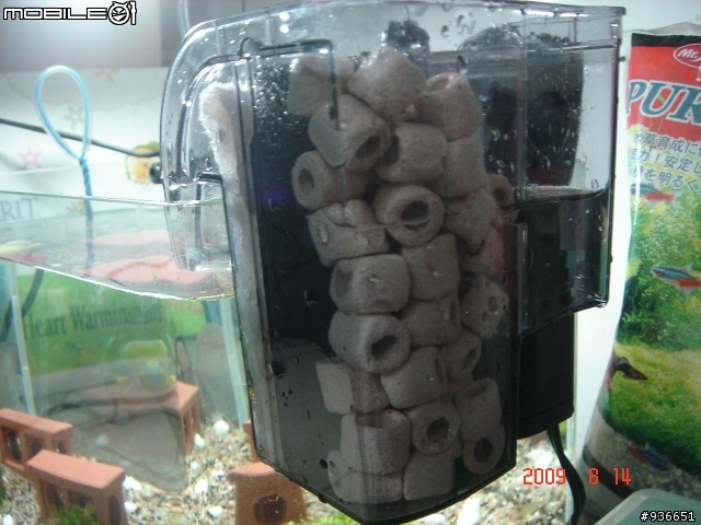 (更新)養魚新手....大和藻蝦長大了....另購入黑殼蝦.....