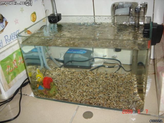 (更新)養魚新手....大和藻蝦長大了....另購入黑殼蝦.....