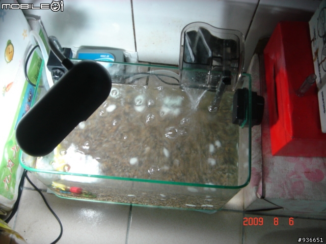 (更新)養魚新手....大和藻蝦長大了....另購入黑殼蝦.....