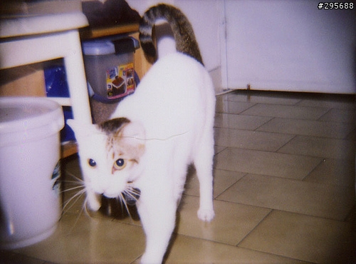 lomo Diana F+ 即可拍機背入手