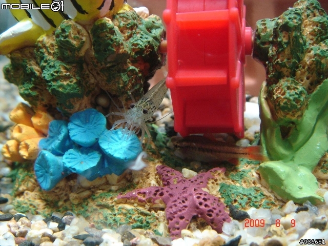 (更新)養魚新手....大和藻蝦長大了....另購入黑殼蝦.....
