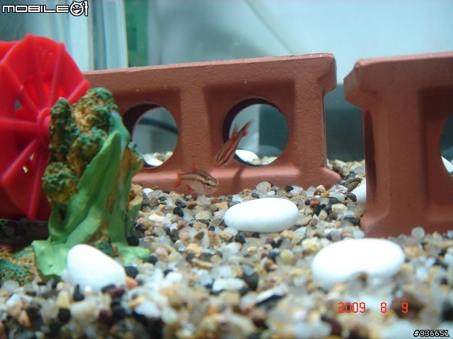 (更新)養魚新手....大和藻蝦長大了....另購入黑殼蝦.....