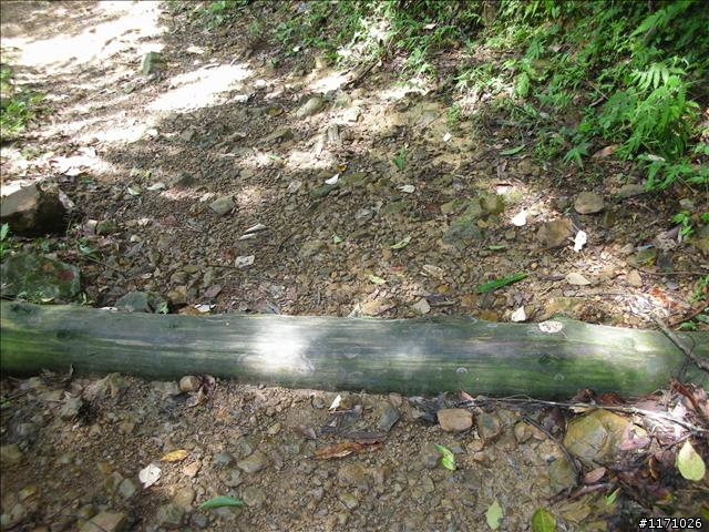 滿月圓、東眼山走一回